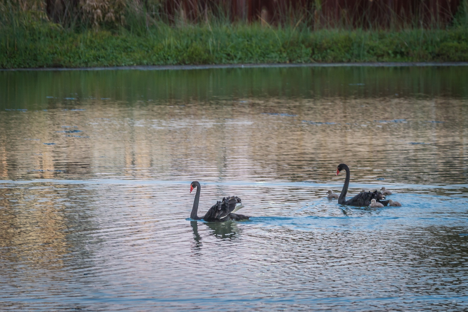 3 Water Crest Gardens, Gwelup - Thumbnail 5